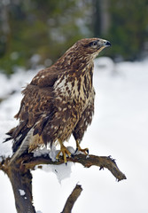 Buzzard