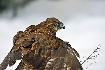Buzzard