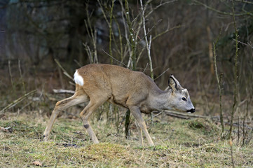 Red deer in their natural habitat