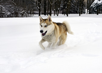 Husky
