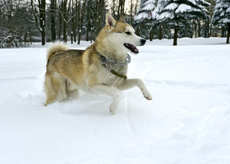 Husky