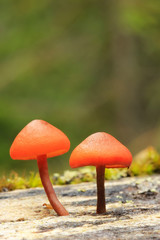 Small orange mushrooms, Yoho National Park, Canada