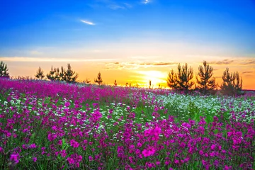 Tuinposter summer sunrise over a  meadow © yanikap