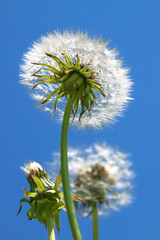 fluffy white dandelion