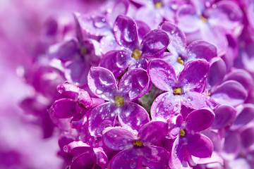 flowers of a lilac blossom in the spring