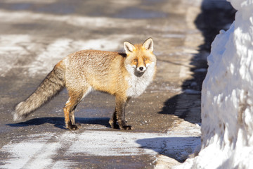 Fototapeta premium Volpe in mezzo alla strada