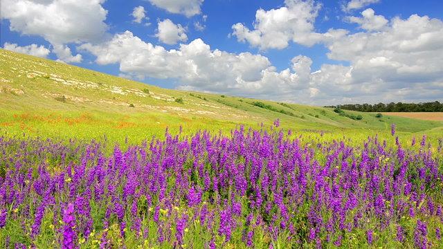Wildflowers sways on a wind on the meadow against a blue sky