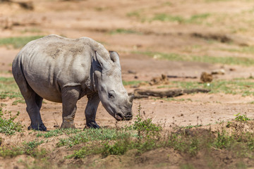 Fototapeta premium Rhino Calf Wildlife