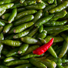 Chilli