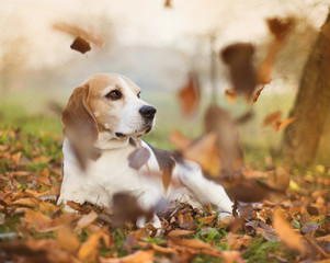 Cute dog