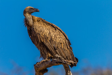 Vulture Bird Wildlife
