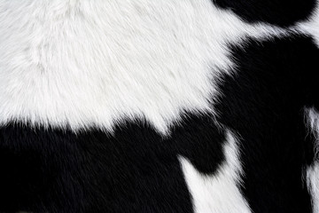 Naklejka premium Futro krowy (skóra) czarno-białe, tło lub tekstura