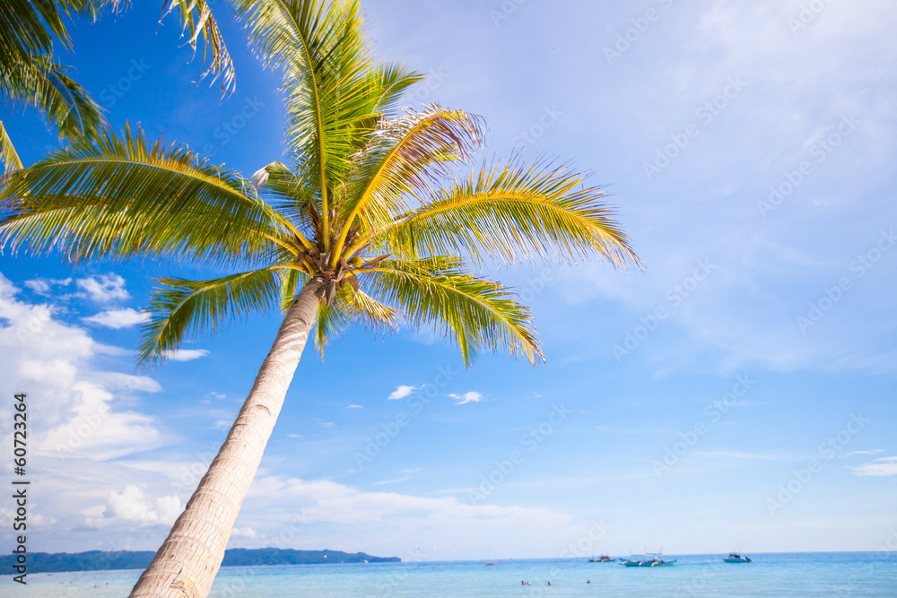 Wall mural coconut palm tree on the sandy beach background blue sky