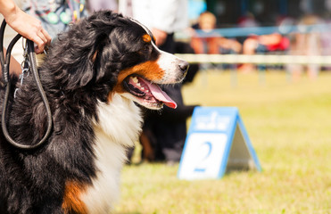 Bernese Mountain Dog -  Berner Sennenhund during exhibition