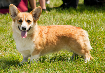 Pembroke Welsh Corgi