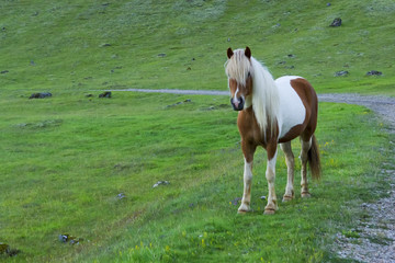 Icelandic Horse against summer evening landscape