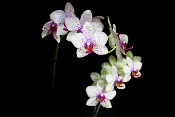 Fototapeta na wymiar Orchid on a black background