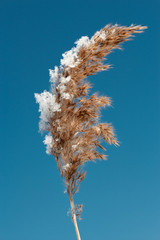 Dried plant.