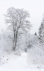 Snowy trees in winter forest
