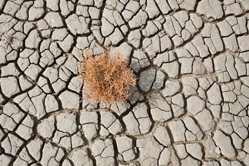 red succulent growing on cracked earth