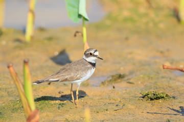 Little ringed plove (Charadrius dubius) in Japan 
