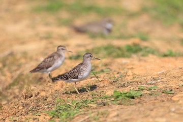 The Long-toed Stint (Calidris or Erolia subminuta ) in Japan 