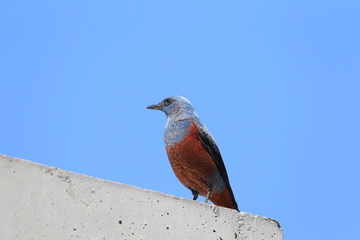 Blue Rock Thrush (Monticola solitarius) in Japan