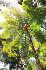 Fototapeta premium Flying Spider-monkey Tree Fern (Cyathea lepifera ) in Okinawa