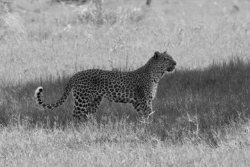 Stolzer Leopard schwarzweiß