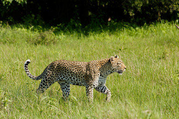 Leopard schreitet im Gras