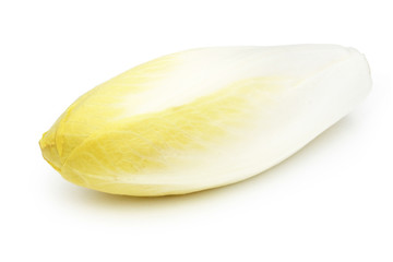 Endive - Chicory - Chicon - Witloof