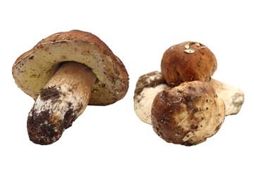 fungi porcini right from the forest