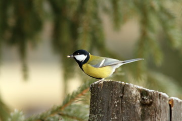 hungry great tit with seed in beak