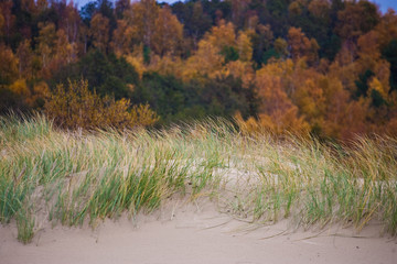 Nature landscape. Grass grows on the sand. Autumn forest on the