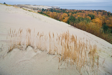 Nature landscape. Grass grows on the sand. Autumn forest on the