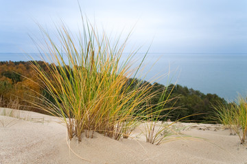 Nature landscape. Grass grows on the sand.