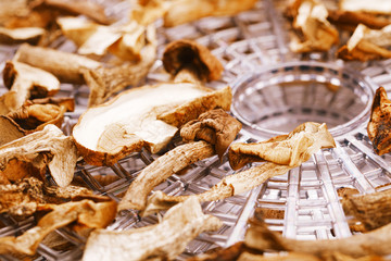 dry dried mushrooms on food dehydrator tray