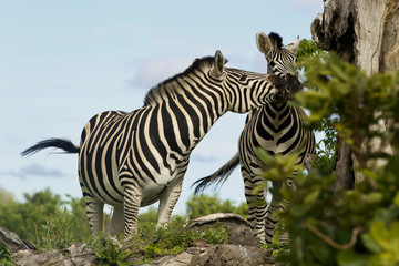 Zwei spielende Zebras