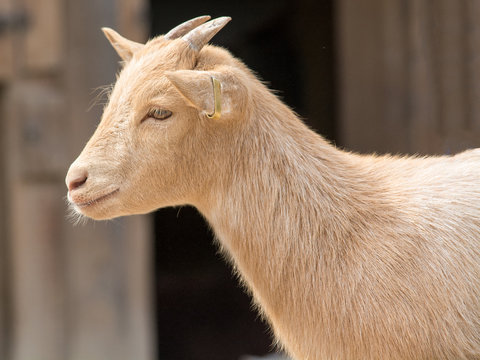 Cute young kid goat in a farm
