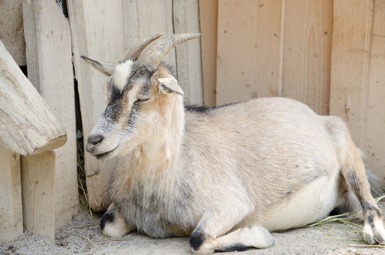 Brown goat in a farm
