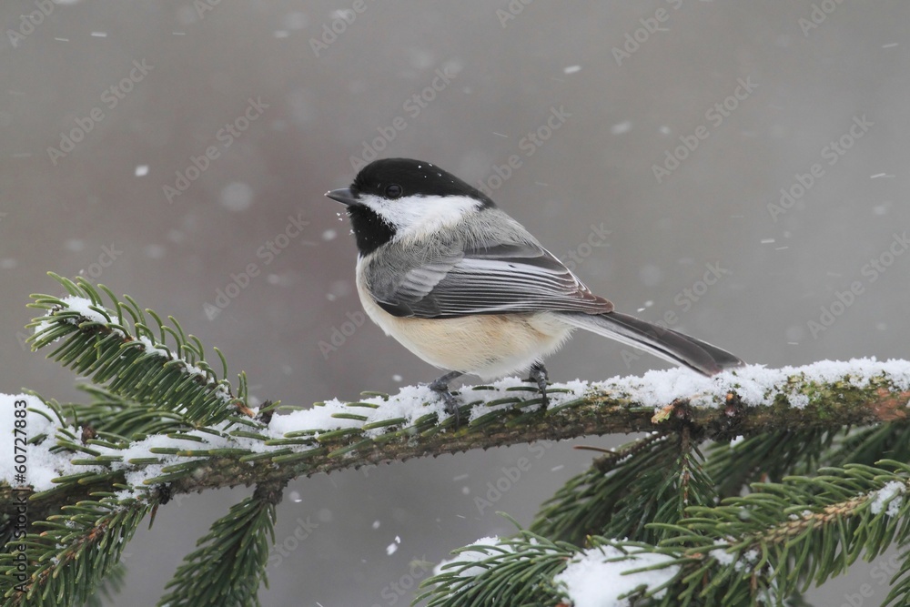 Poster chickadee on a branch with snow