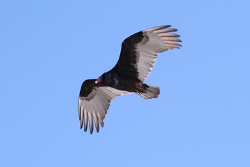 Turkey Vulture