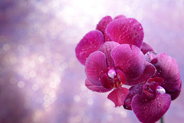 Beautiful blooming orchid  on light color background