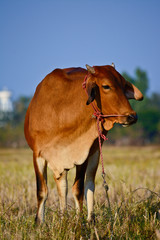 thai brown cows on rice field