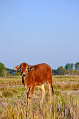 thai brown cows in rice field