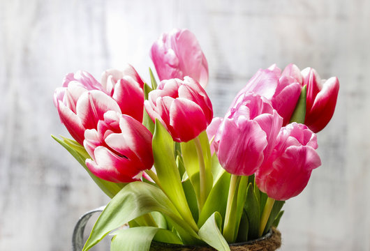 Beautiful pink and red tulips