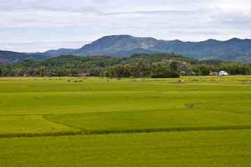 Fototapeta na wymiar Countryside in Southern Vietnam