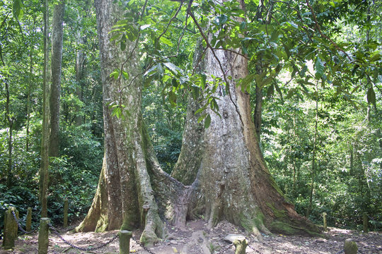 Giant Tree In Cuc Phuong National Park In Vietnam