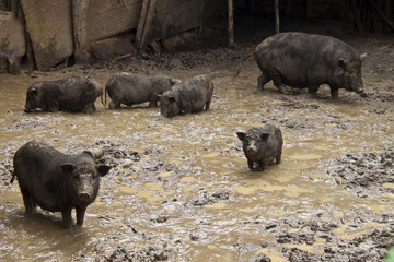 Pigs in a mud