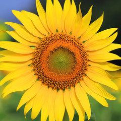 Obraz premium Closeup of beautiful Sunflower